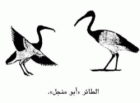 صورة الغلاف
